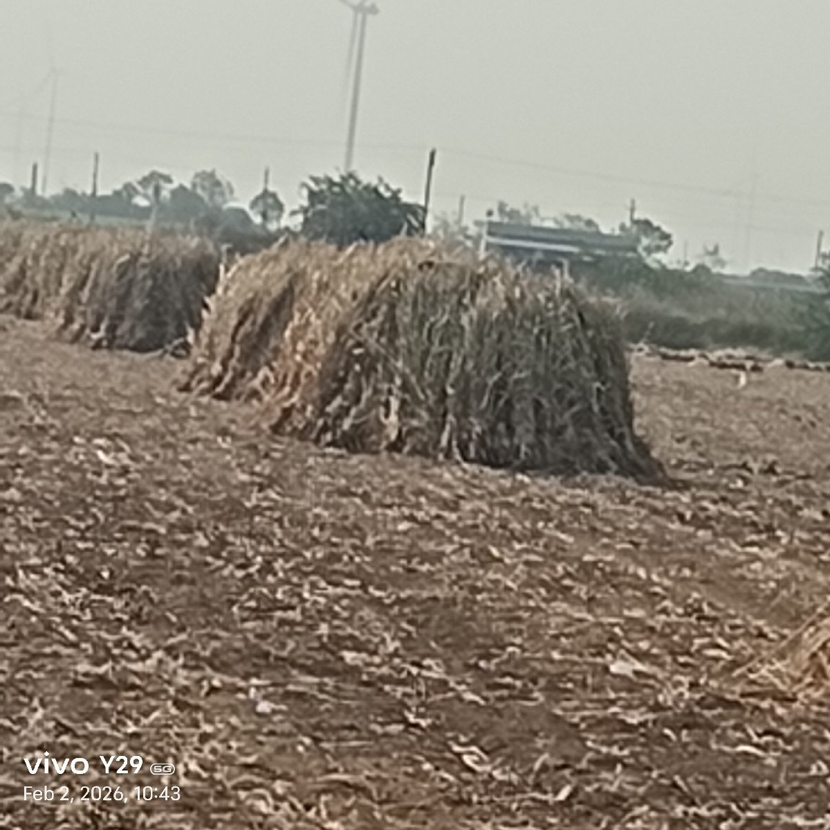 સૂકી નીરણ