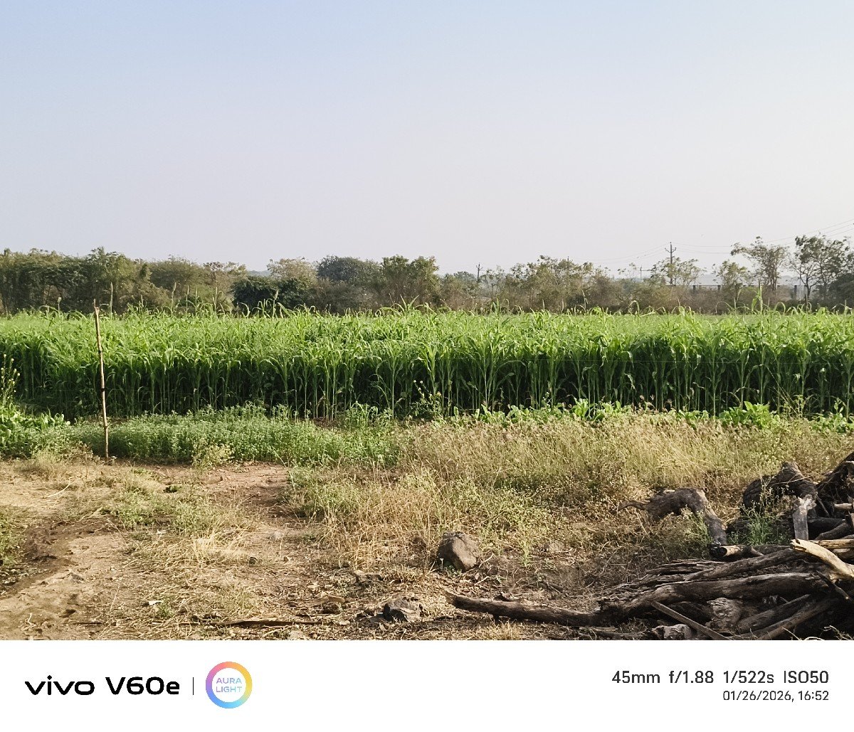 માંડવીયું સાવ કોરુ