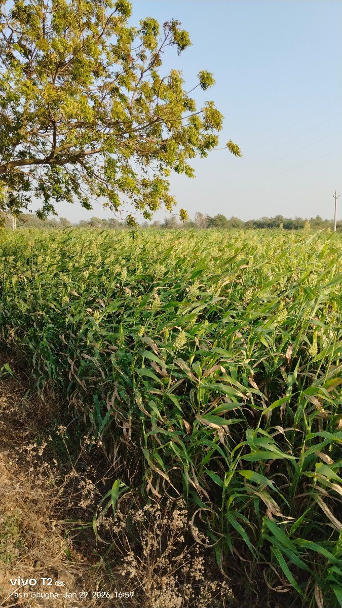 આ જુવાર વેચવાની છે