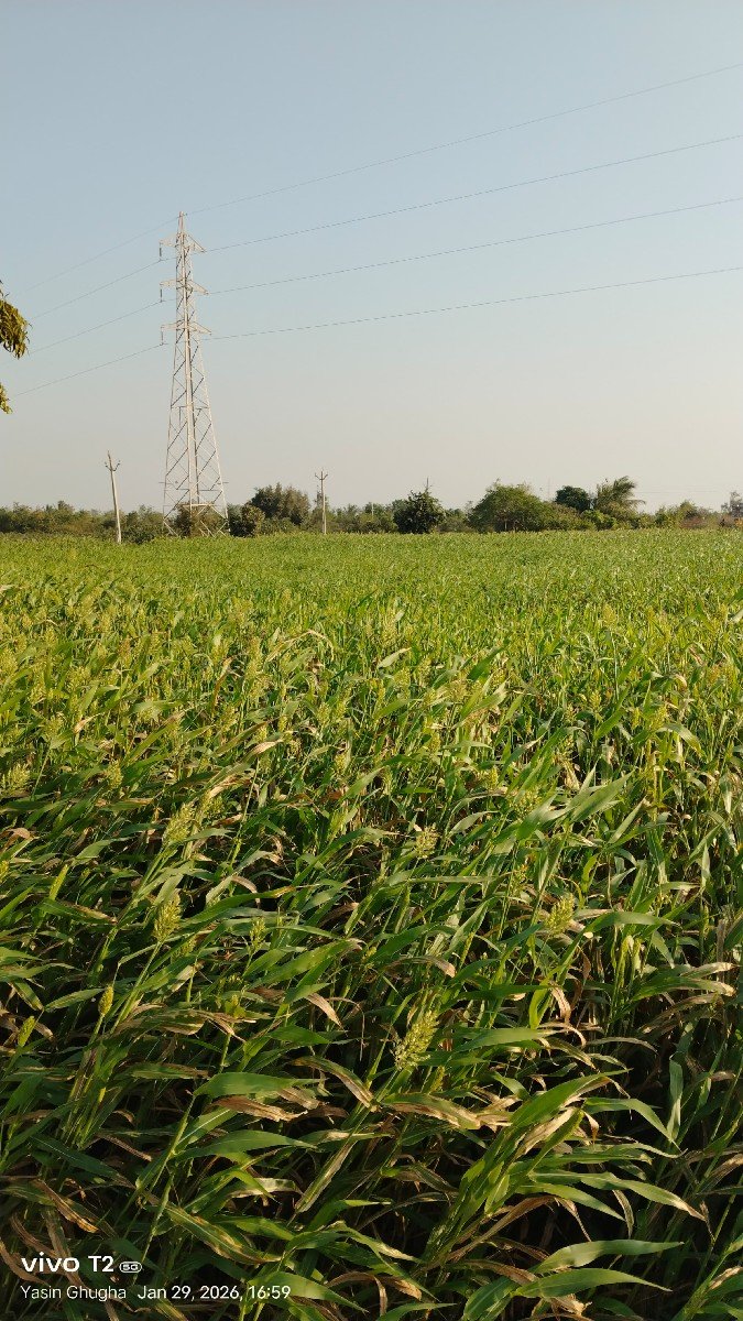આ જુવાર વેચવાની છે