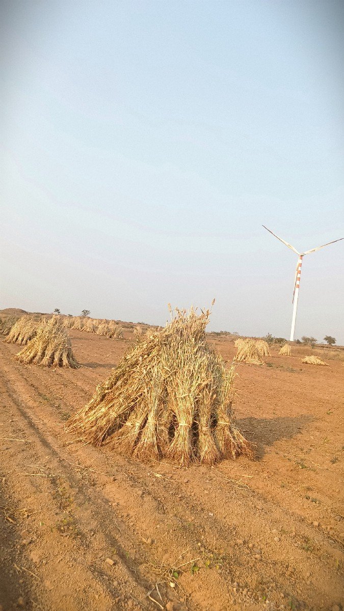 જુવાર