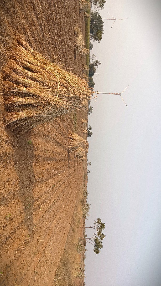 જુવાર