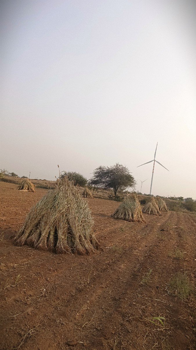 જુવાર
