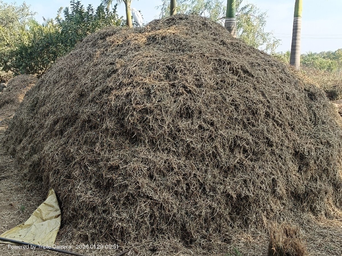મગફળી નું માંડવિયું કોરું લિલો