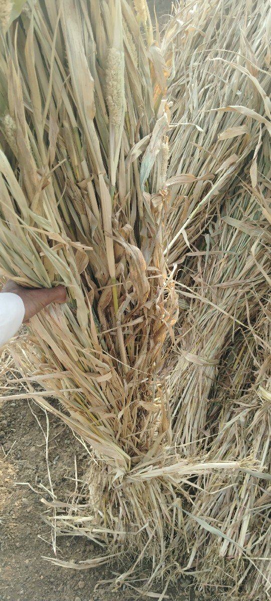 નિરણ