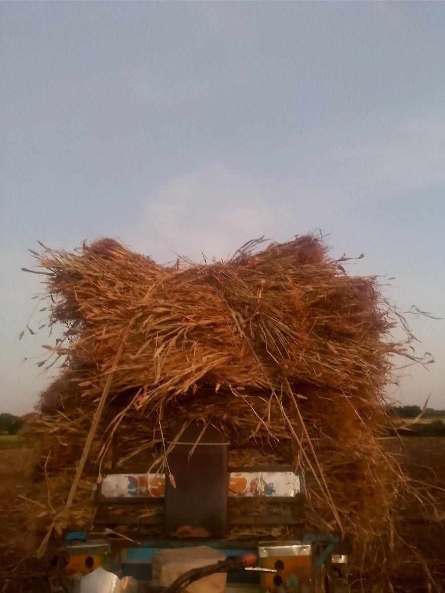 નીરણ વેચવાની છે