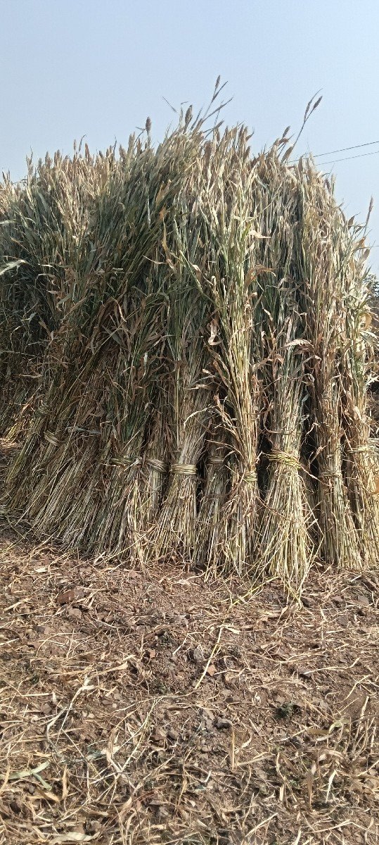 જુવાર ની નિરણ
