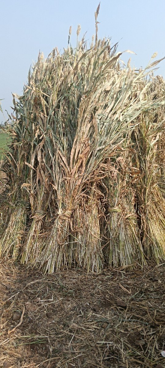 જુવાર ની નિરણ