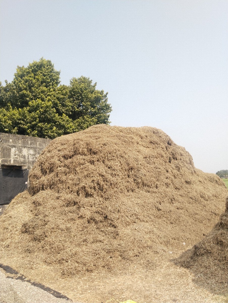 માંડવી નો ભુક્કો.