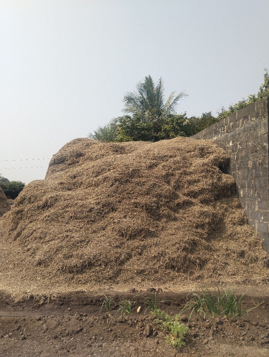 માંડવી નો ભુક્કો.