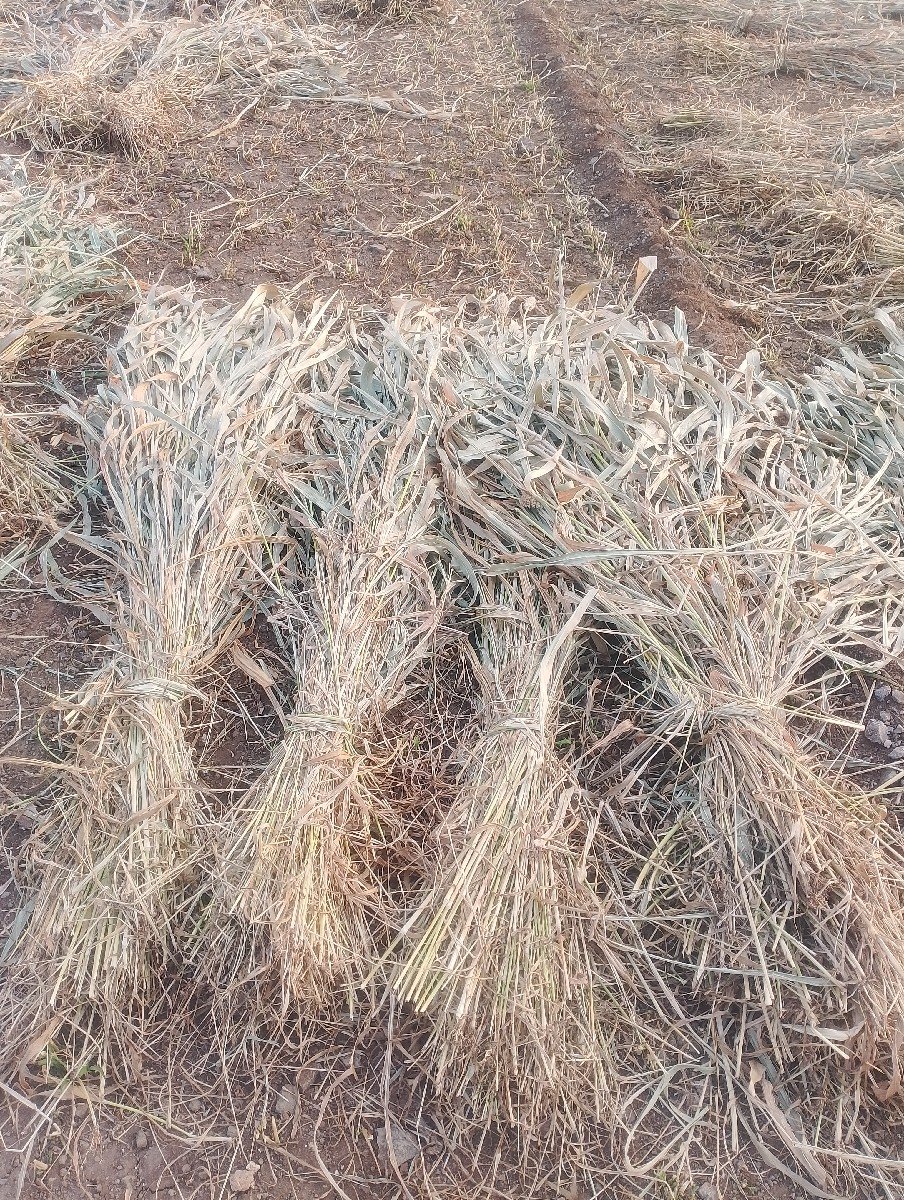 જવાર સાર વેચવા ની છે