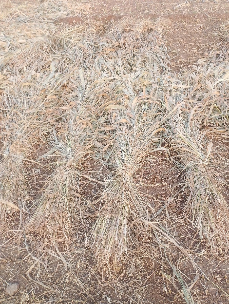 જવાર સાર વેચવા ની છે