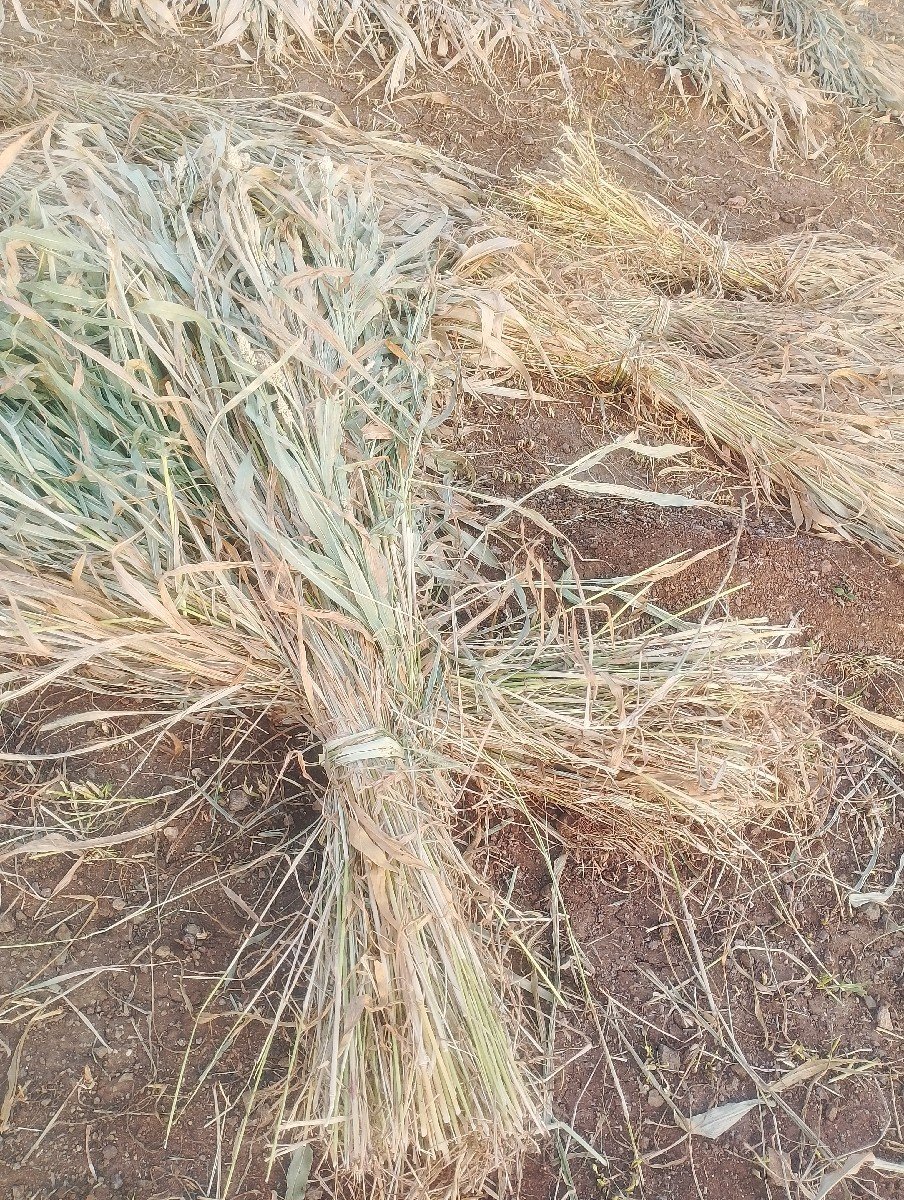 જવાર સાર વેચવા ની છે