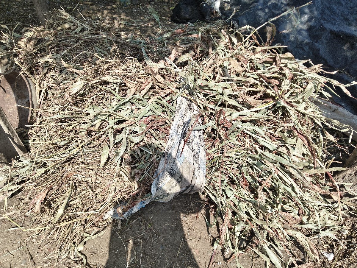 જુવારની નીરણ વેચવાની છે