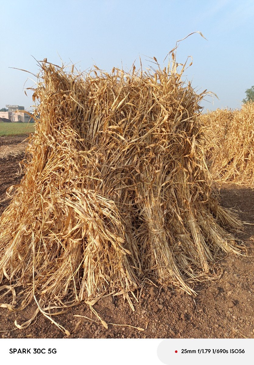 નીરણ વેસવા ની સે