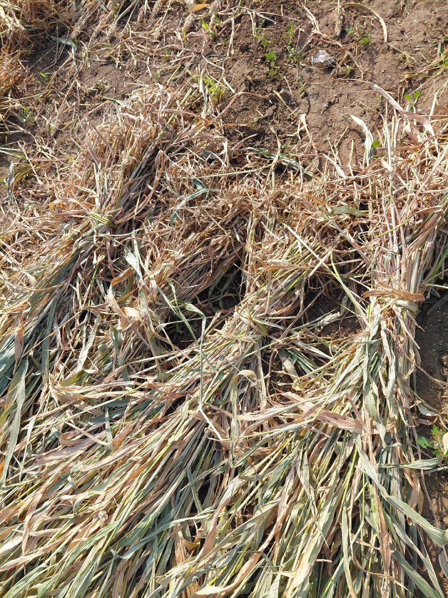 જુવાર ની નીણ વેશવા ની છે