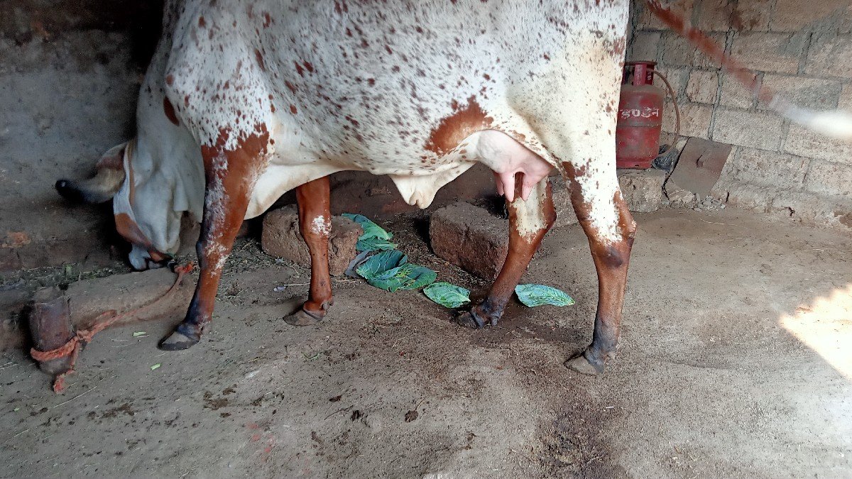ગાય વેચવાની છે