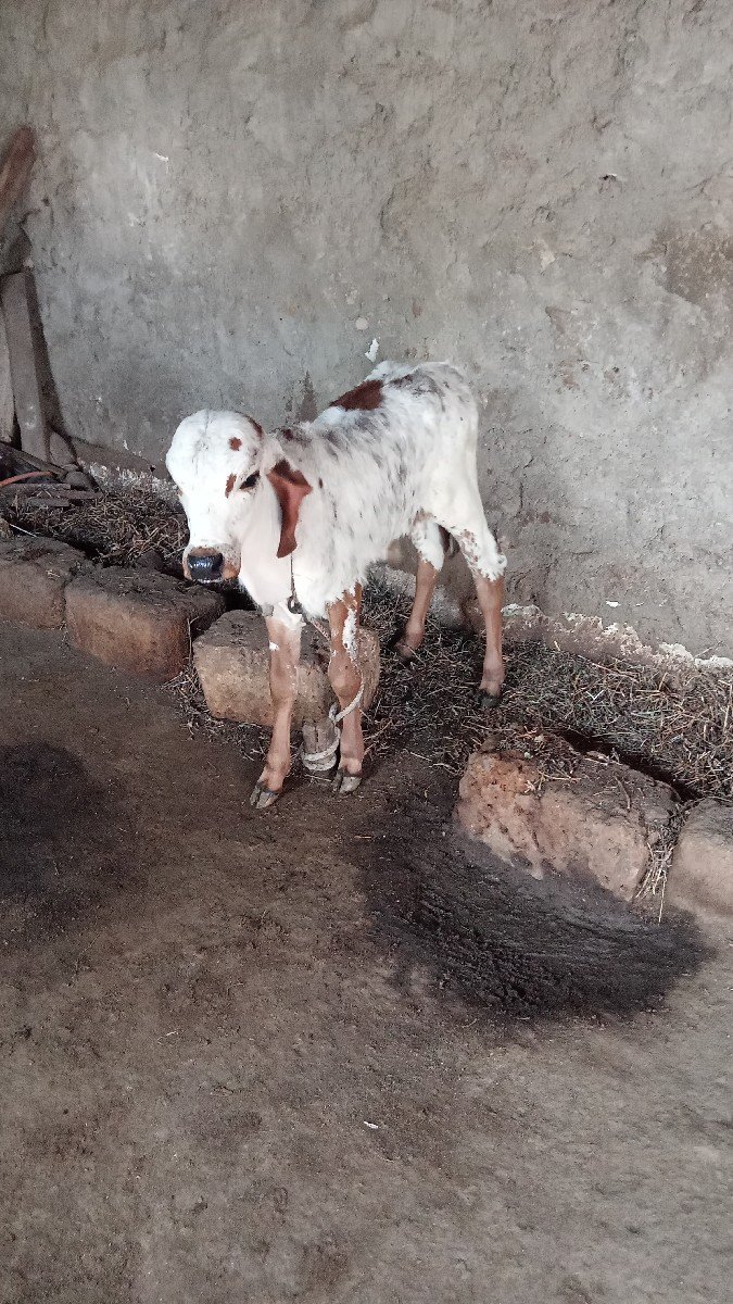 ગાય વેચવાની છે