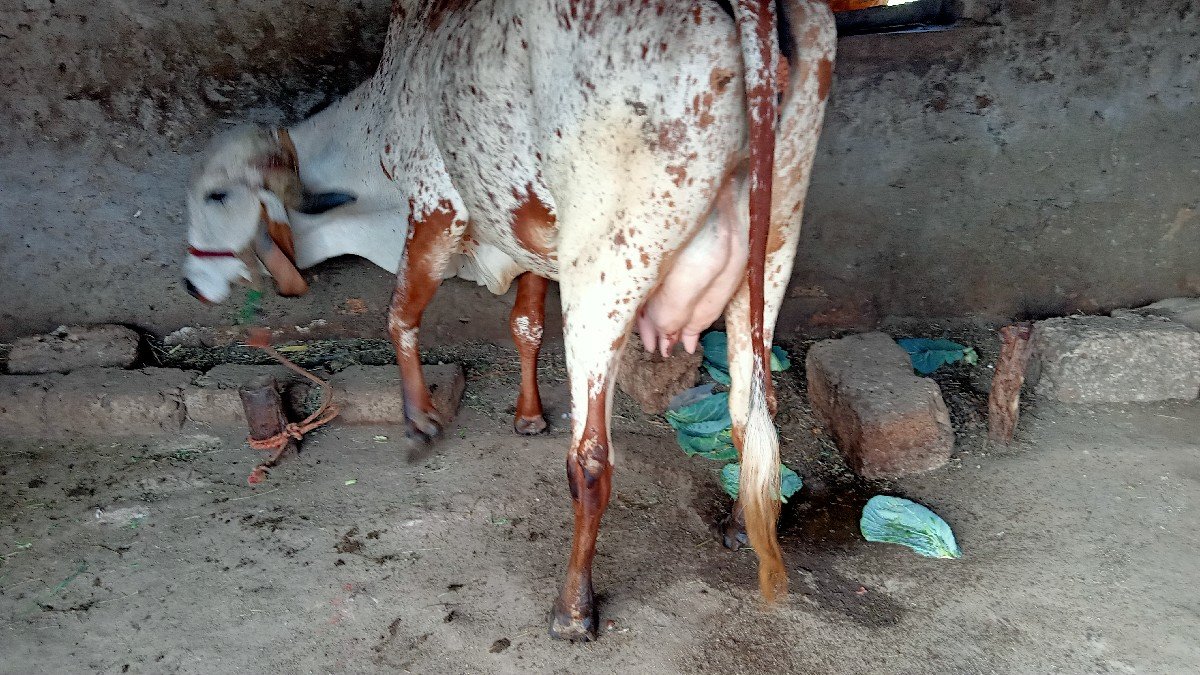 ગાય વેચવાની છે
