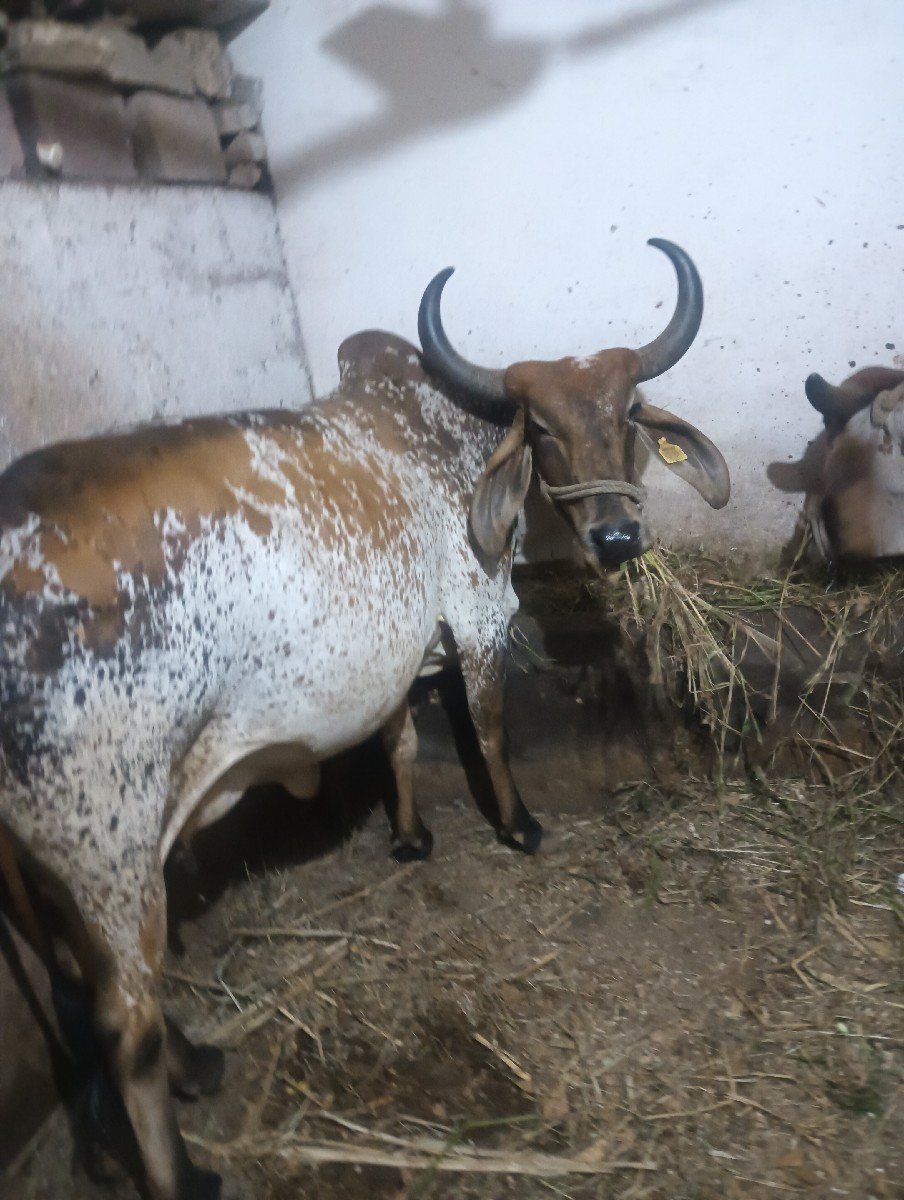 કાબરી ગાય