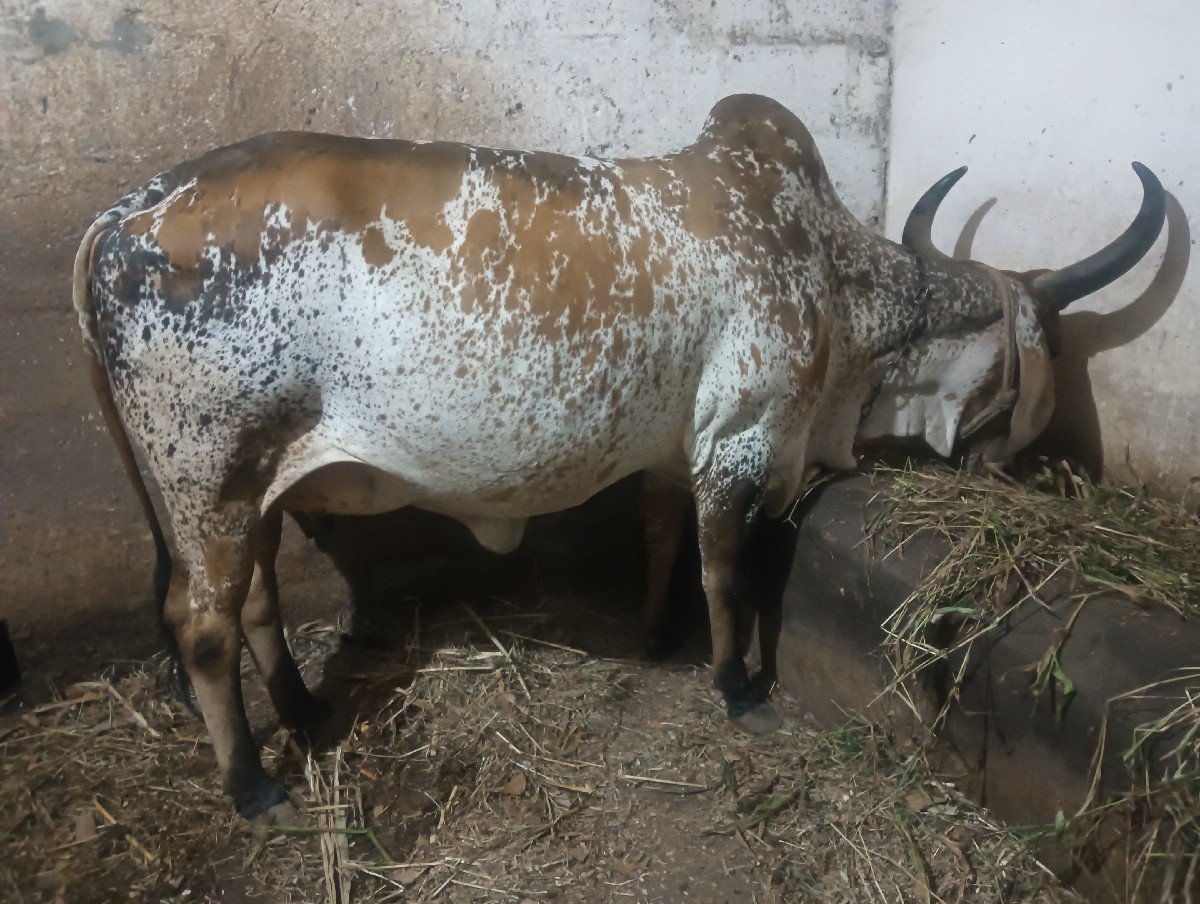 કાબરી ગાય
