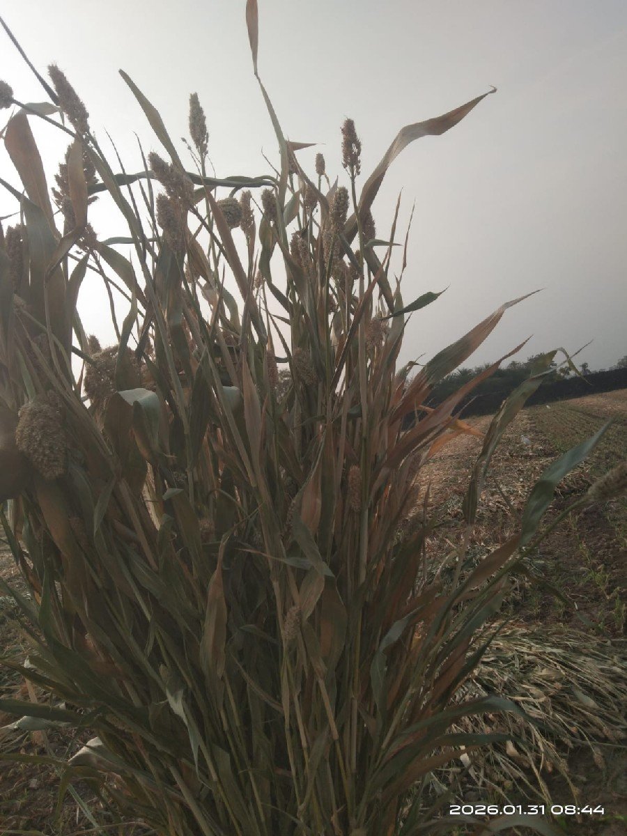 જુવાર વેચવાની છે