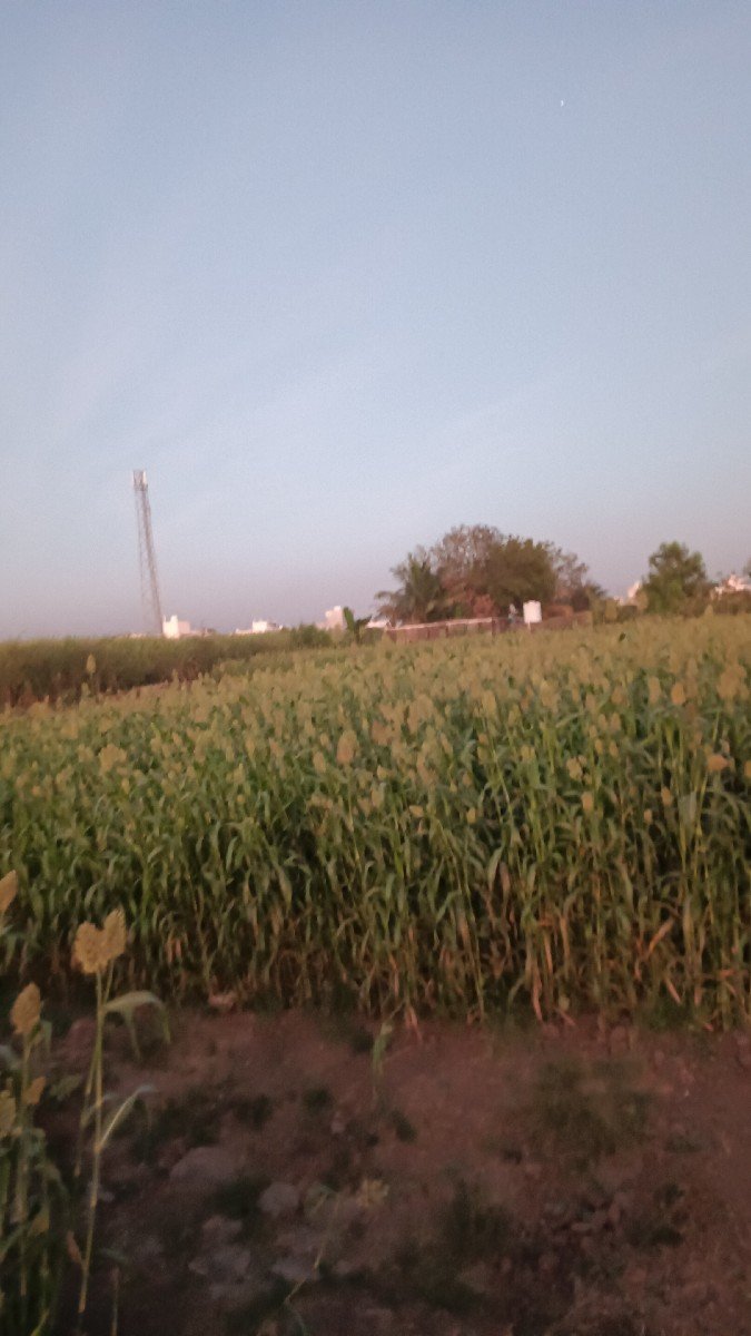 જુવાર
