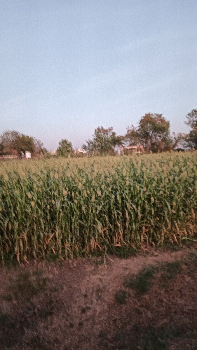 જુવાર