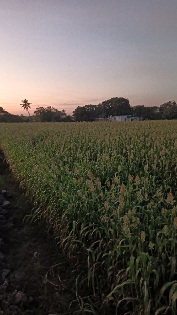 જુવાર