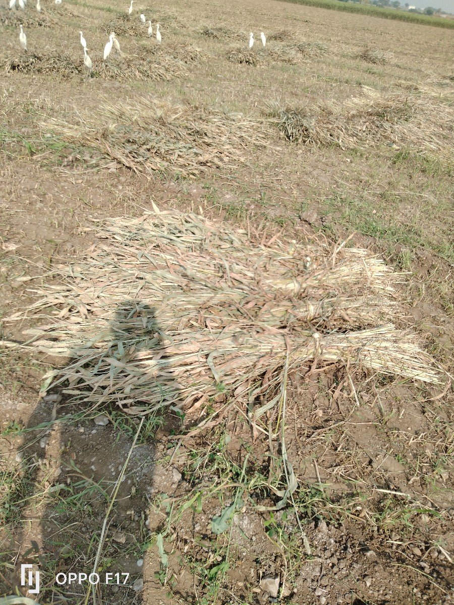 જુવાર  વેસવાની  છે