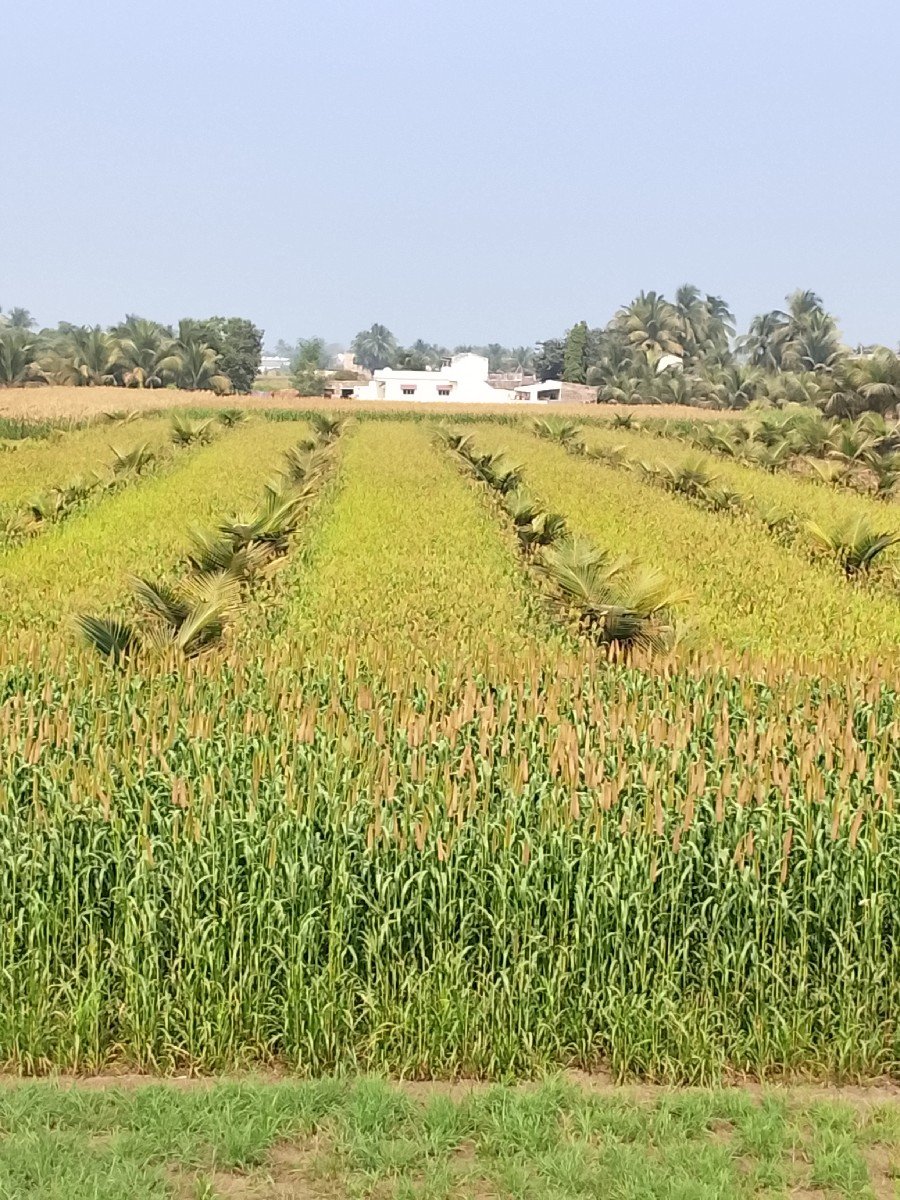 જુવાર નો ચારો વેચવાનો છે.