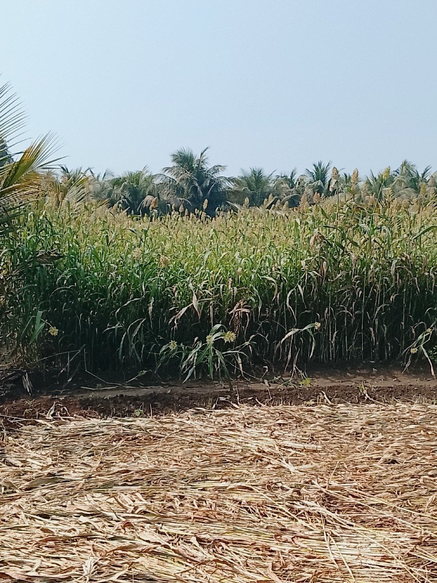 જુવાર નો ચારો વેચવાનો છે.