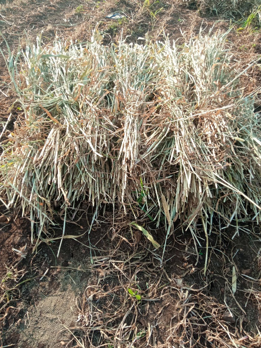 બાજરા ના પુરા