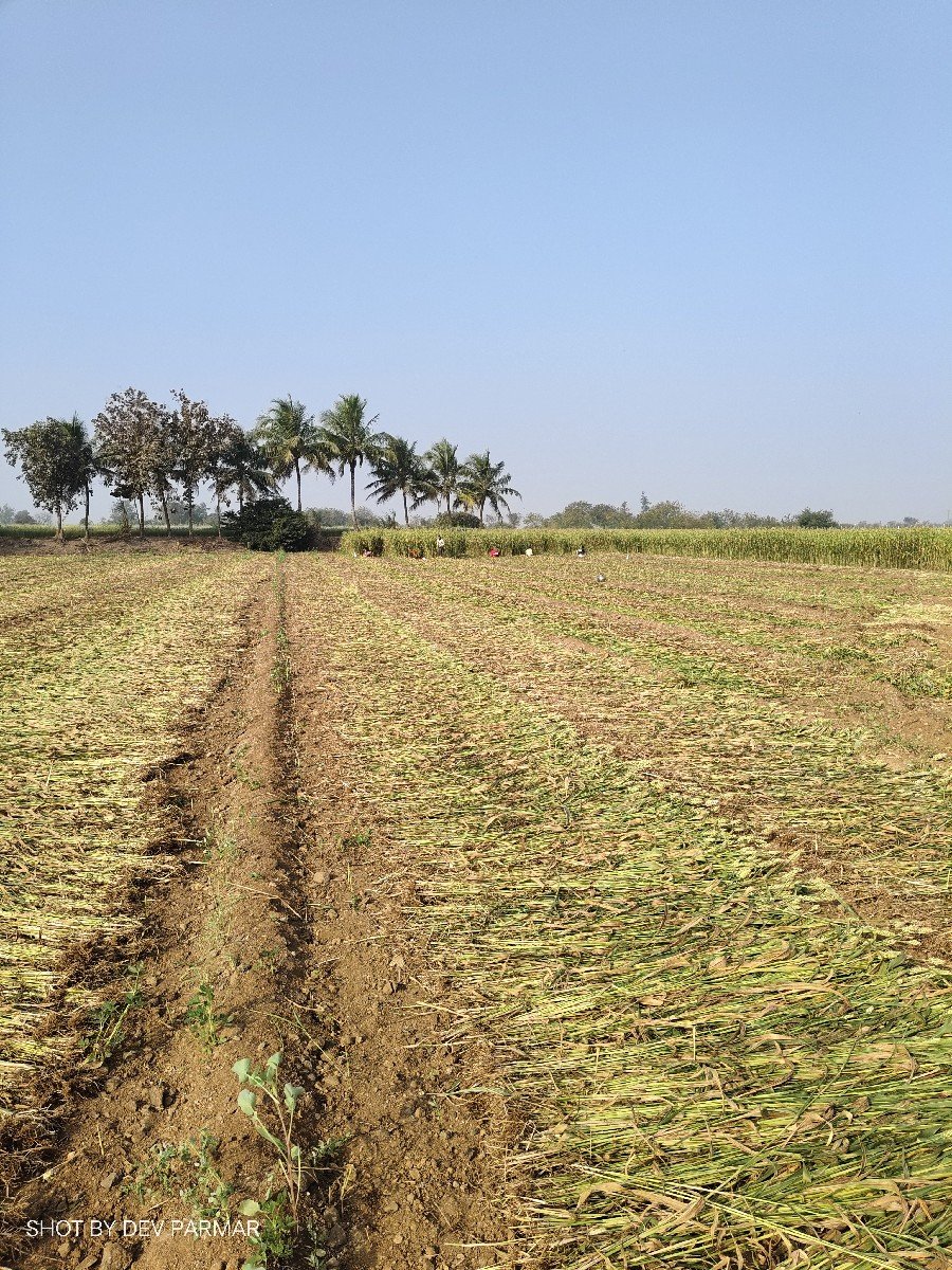 જુવાર વેચવાની