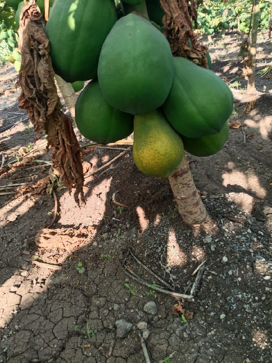 કાચા અથવા પાકા પોપિયા