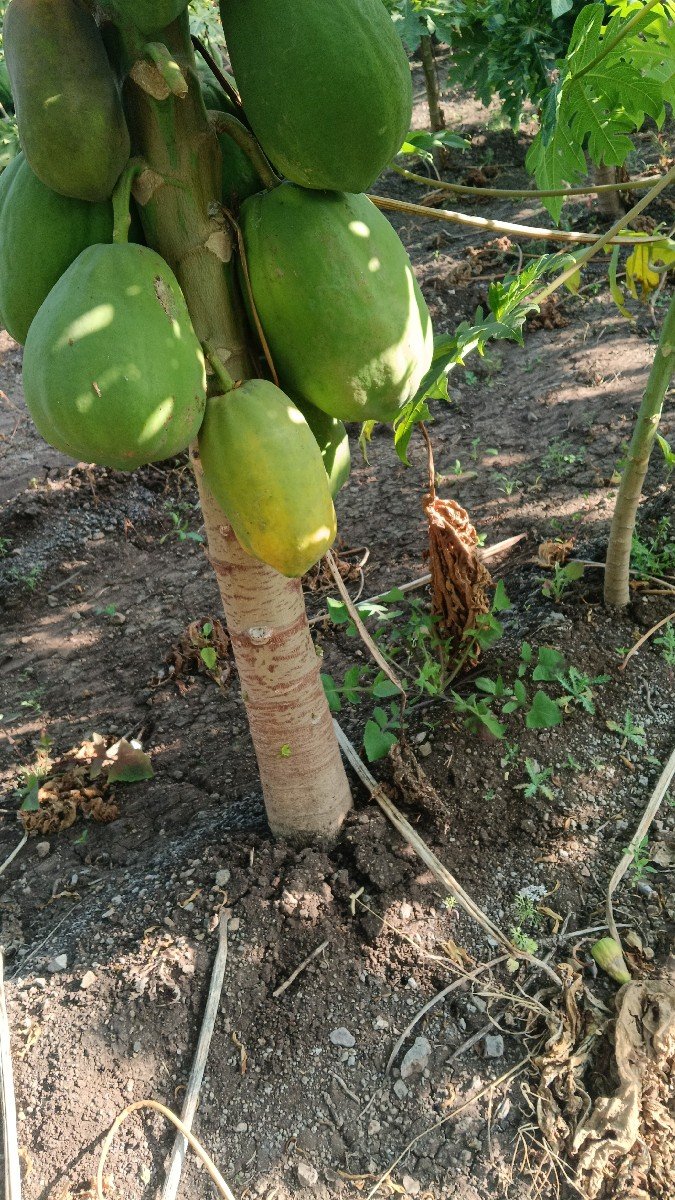 પોપ્યા પાકેલા કાચા લેવા માટે કોલ