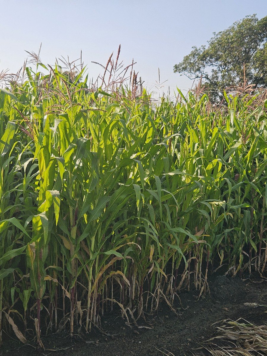 લીલી મકાઈ ચાર વીઘા ની વેચવાની છે