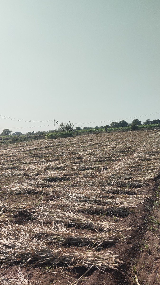 નીરણ(જાર) વેચવાની છે
