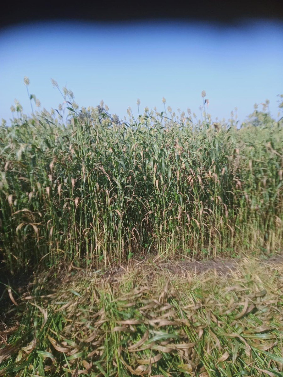 જુવાર નો ચારો વેચવાનો છે.