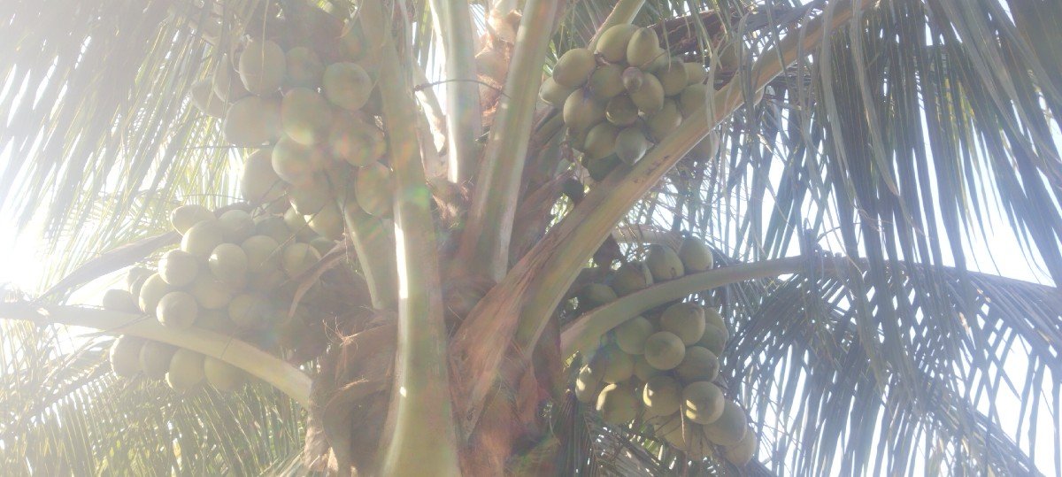 નારીયેલી ના ત્રોપા વેચવાના છે