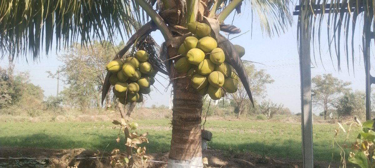 નારીયેલી ના ત્રોપા વેચવાના છે