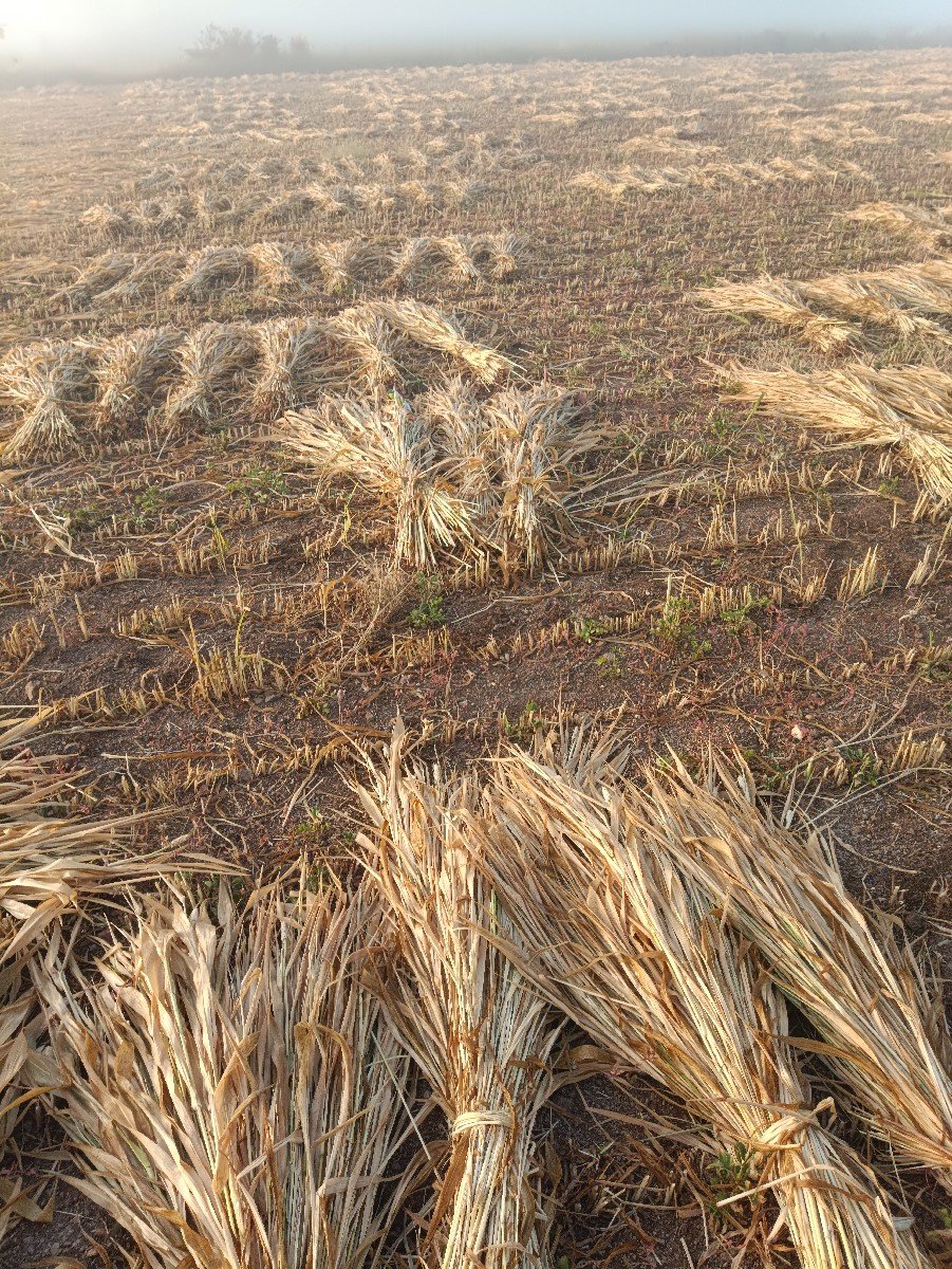 જુવાર