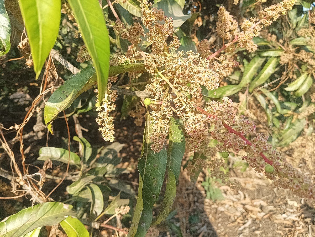 બગીચા નો હીજારો આપવાનો છે