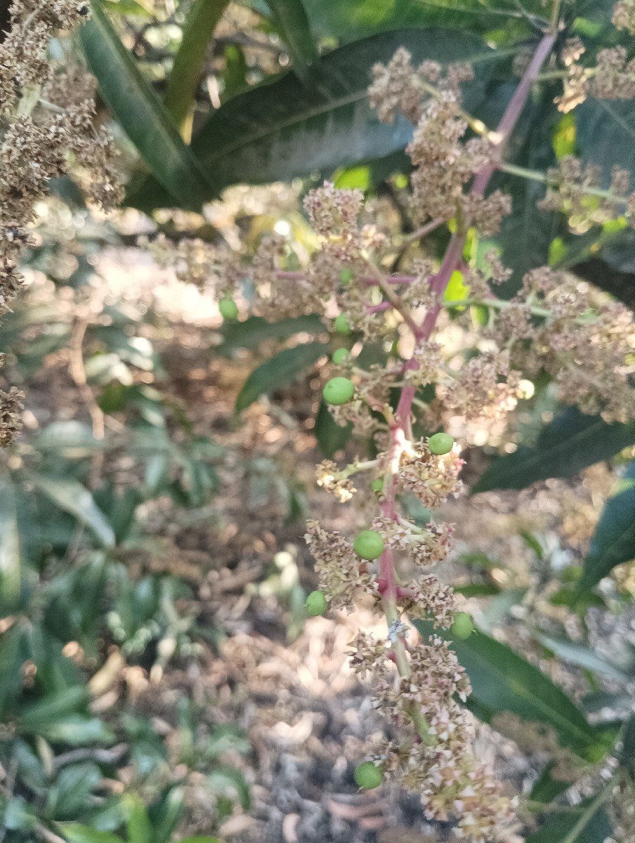 બગીચા નો હીજારો આપવાનો છે
