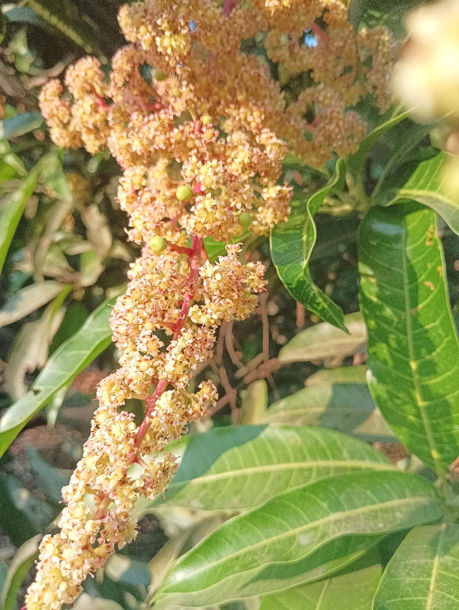 બગીચા નો હીજારો આપવાનો છે