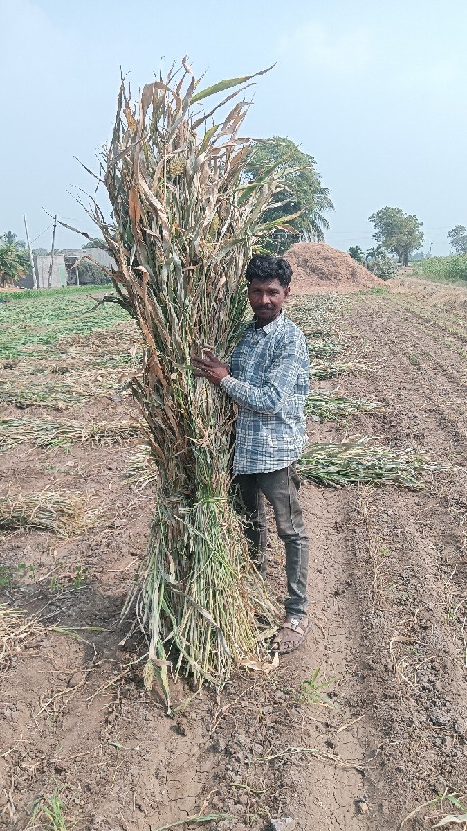મીઠી જુવાર ના પુરા વેસવાના છે