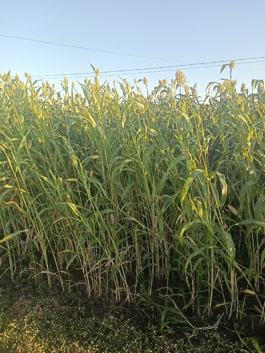 જુવાર વેચવાની છે