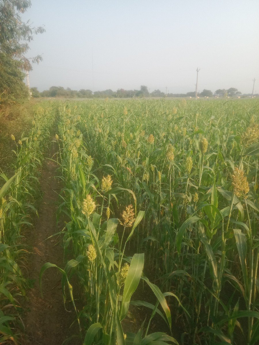 જવાર મઞોટુ