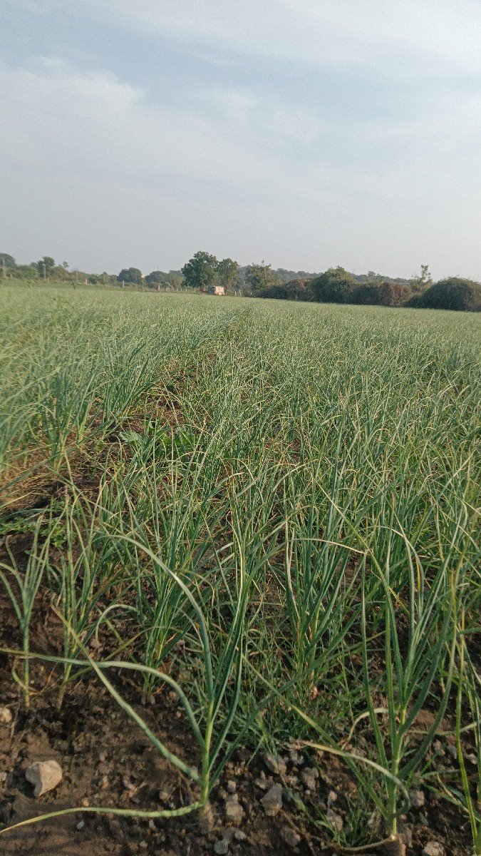 લીલુ લસણ વેચવાનુ છે.