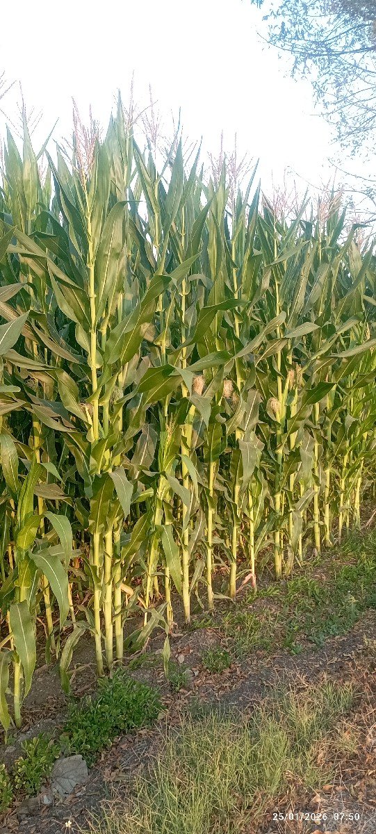 સાયલેજ બનાવાની મકાઈ🌽 વેચવા ની